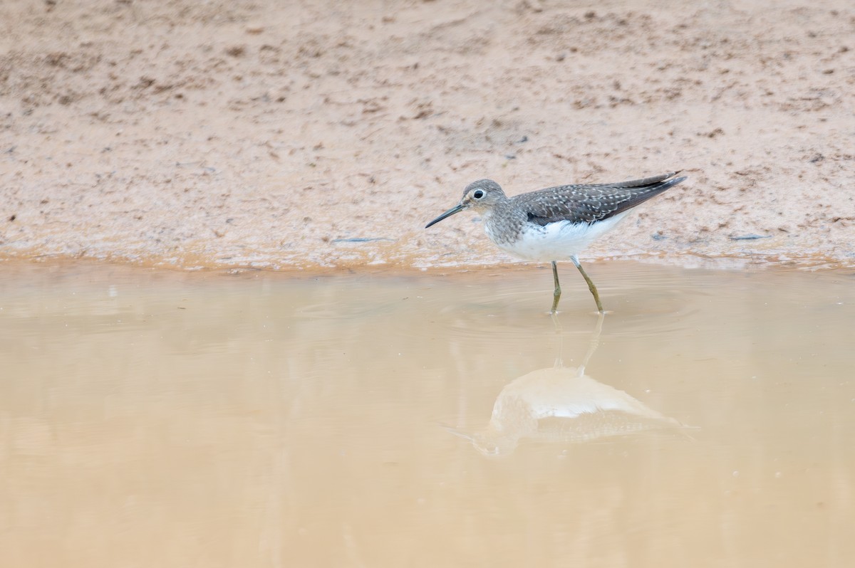 Solitary Sandpiper - ML644759617