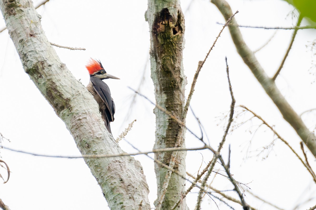Crimson-crested Woodpecker - ML644759633