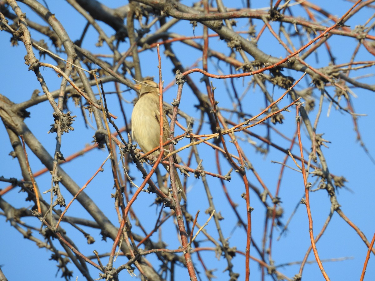 家麻雀 - ML644759641