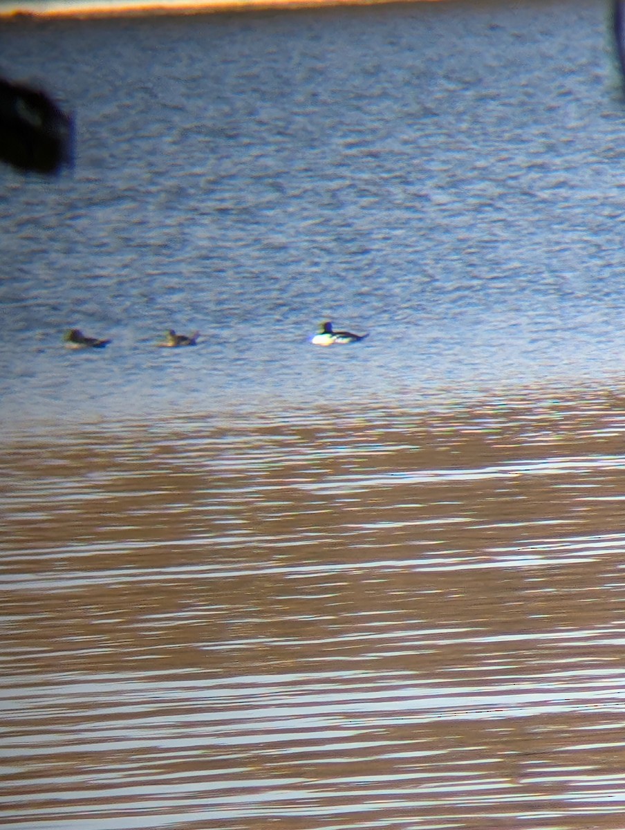 Common Goldeneye - ML644759645