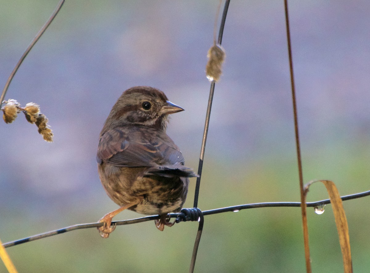 Song Sparrow - ML644759647