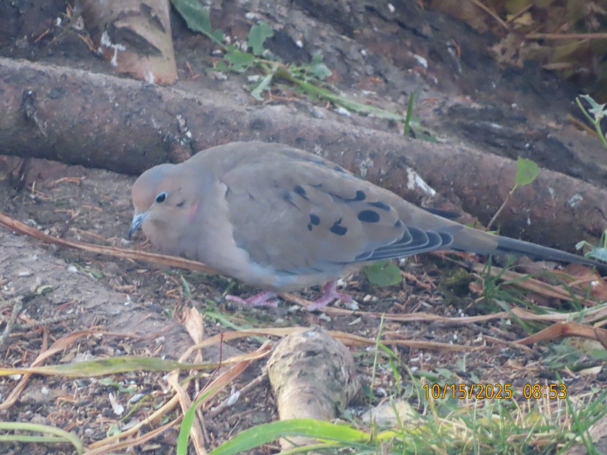 Uzun Kuyruklu Kumru - ML644759656