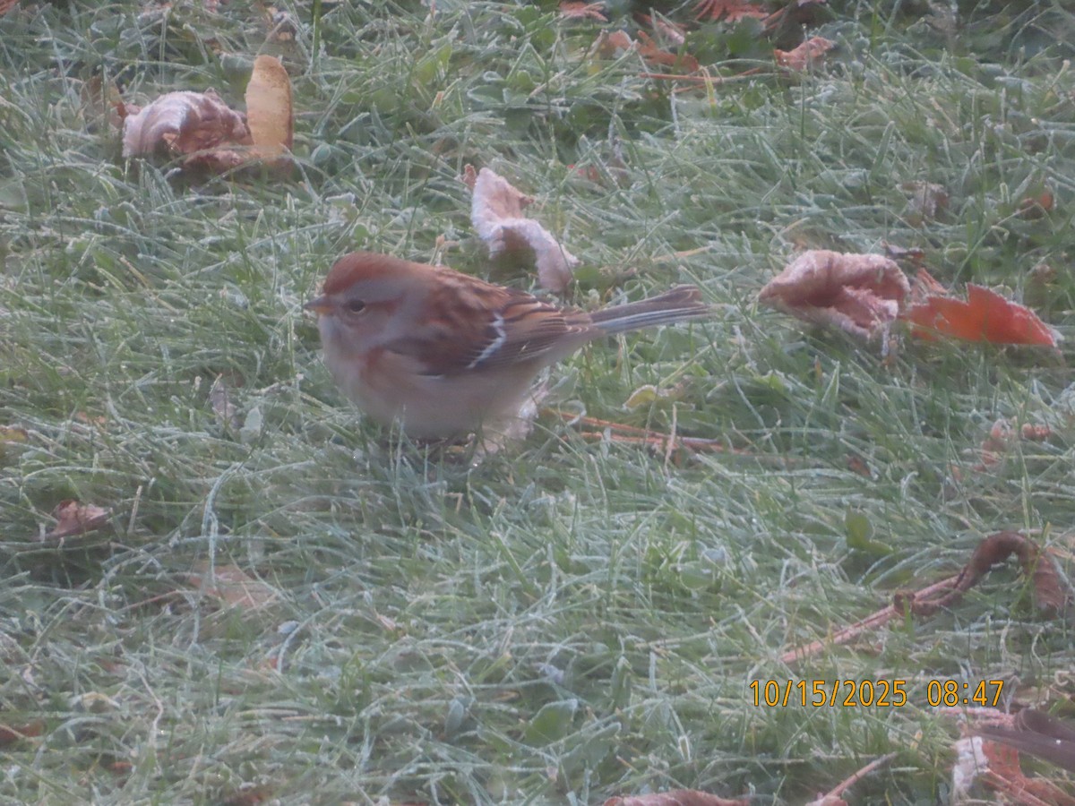 American Tree Sparrow - ML644759666