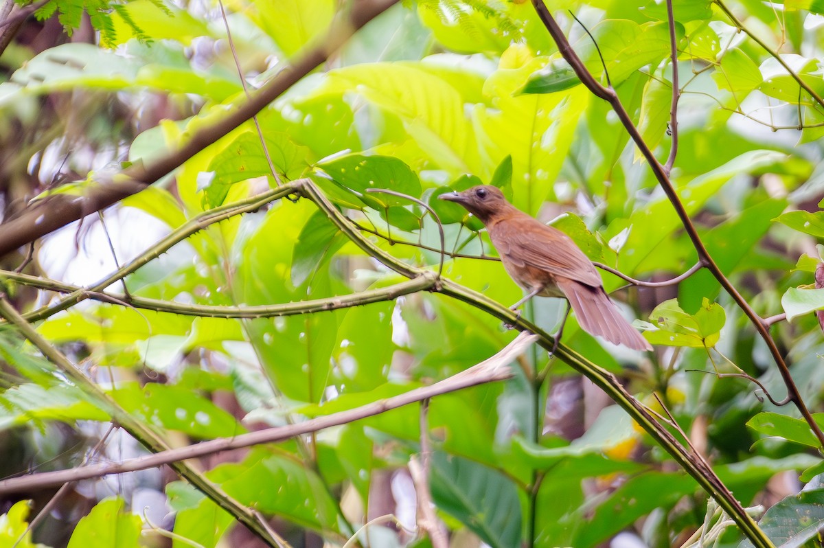 Hauxwell's Thrush - ML644759667