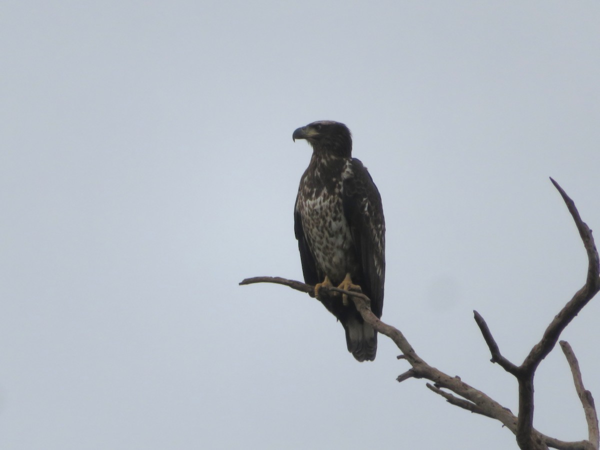 Bald Eagle - ML644759668