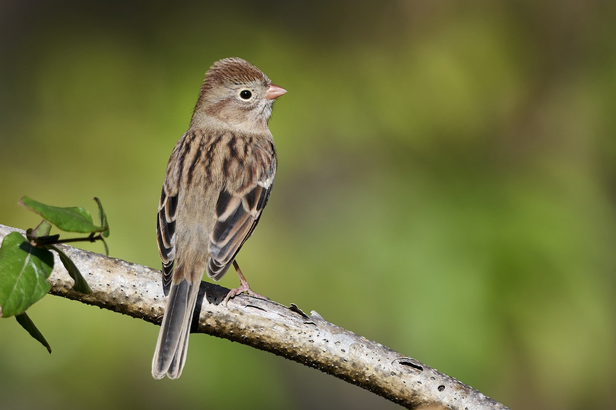 Tarla Serçesi - ML644759682