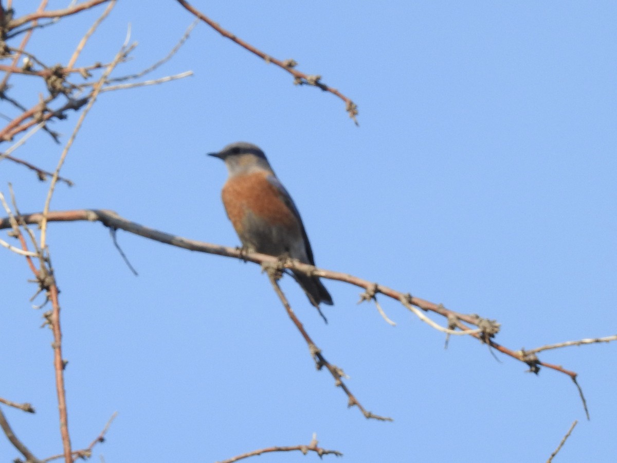 Batılı Mavi Ardıç - ML644759684