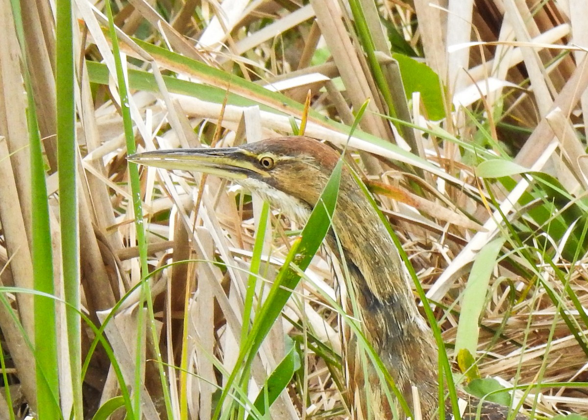 Amerika Balabanı - ML644759686