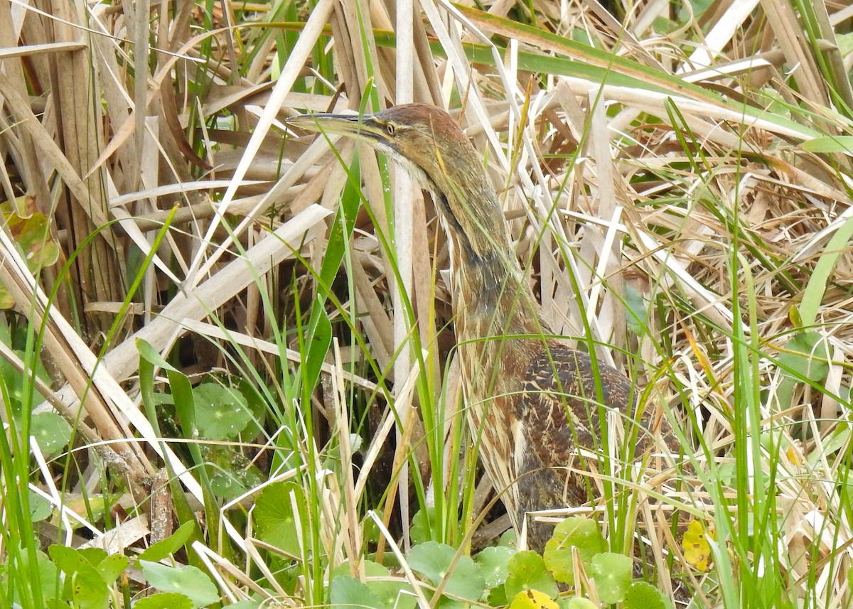 Amerika Balabanı - ML644759688