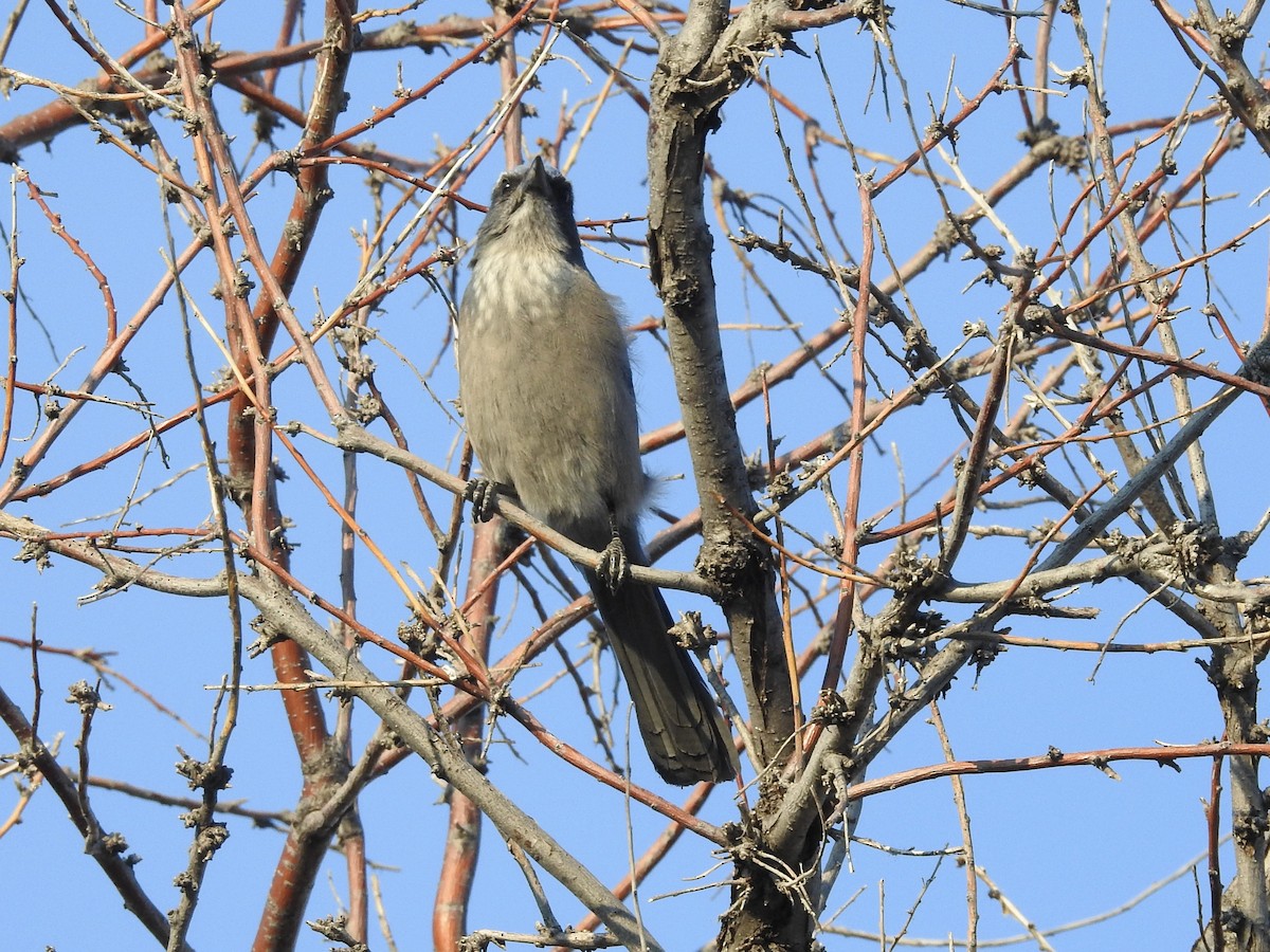 Woodhouse Çalı Kargası - ML644759690