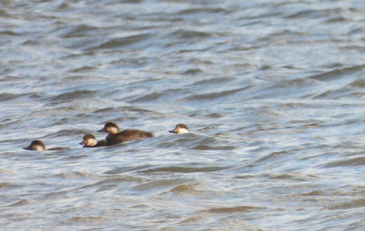 Amerika Kara Ördeği - ML644759691