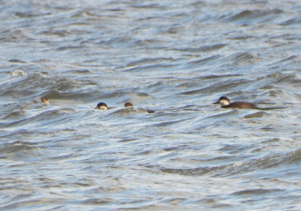 Amerika Kara Ördeği - ML644759692