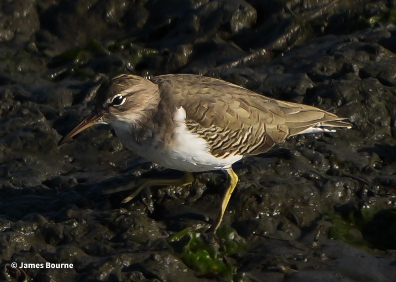 Benekli Düdükçün - ML644759693