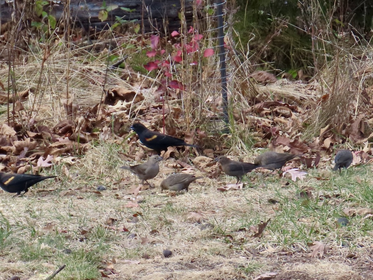 Boz Başlı İnekkuşu - ML644759694