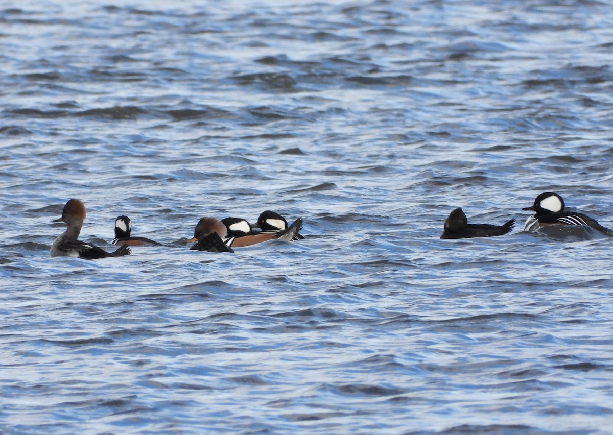Başlıklı Tarakdiş - ML644759695