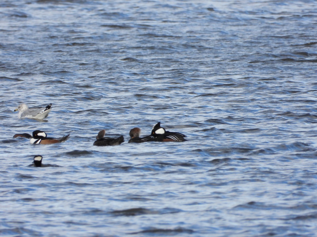 Başlıklı Tarakdiş - ML644759696