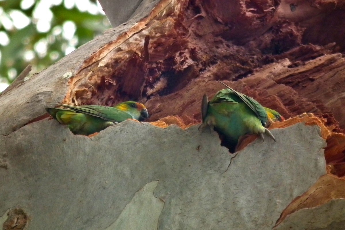 Lori à couronne pourpre - ML644759697