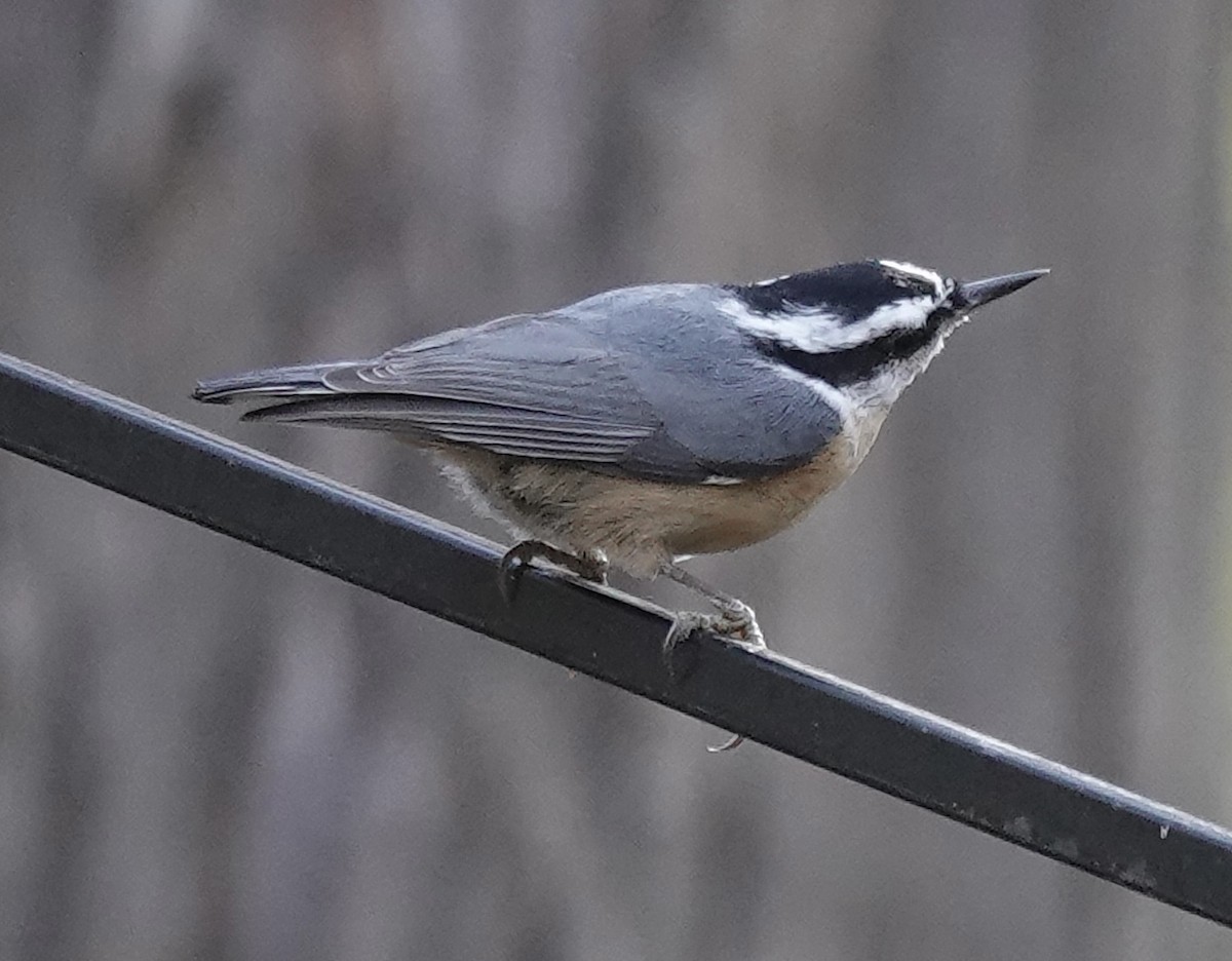 Kanada Sıvacısı - ML644759698