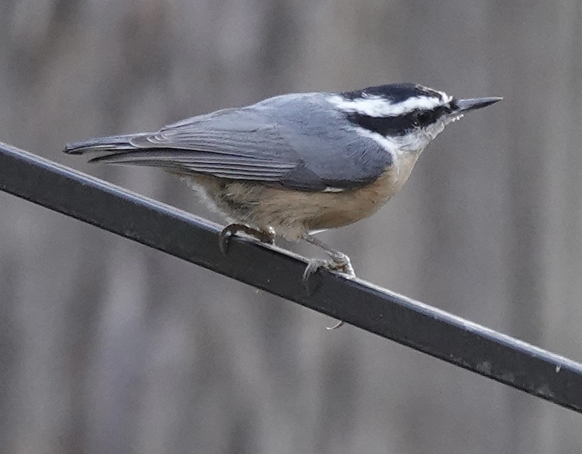 Kanada Sıvacısı - ML644759699