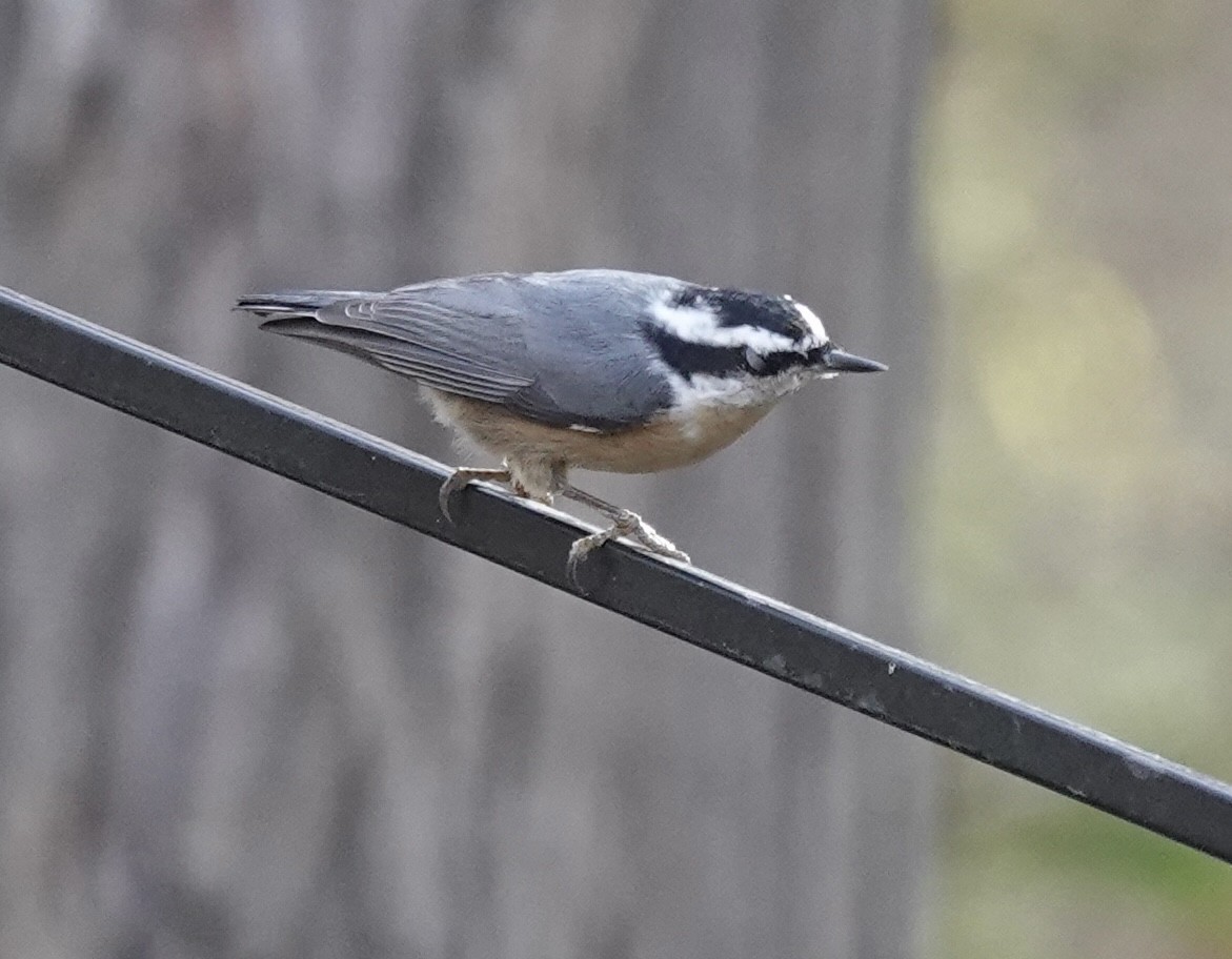 Kanada Sıvacısı - ML644759700