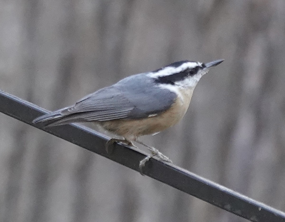 Kanada Sıvacısı - ML644759701