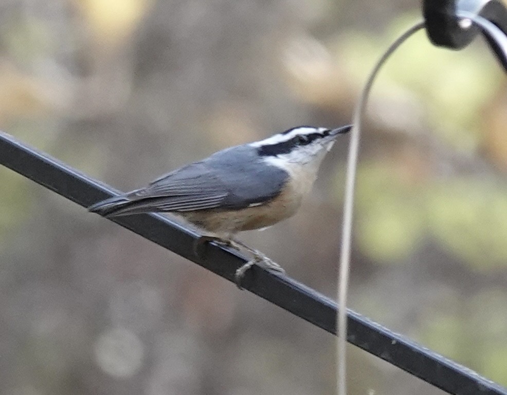 Kanada Sıvacısı - ML644759702