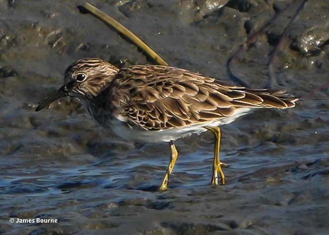 Cüce Kumkuşu - ML644759704