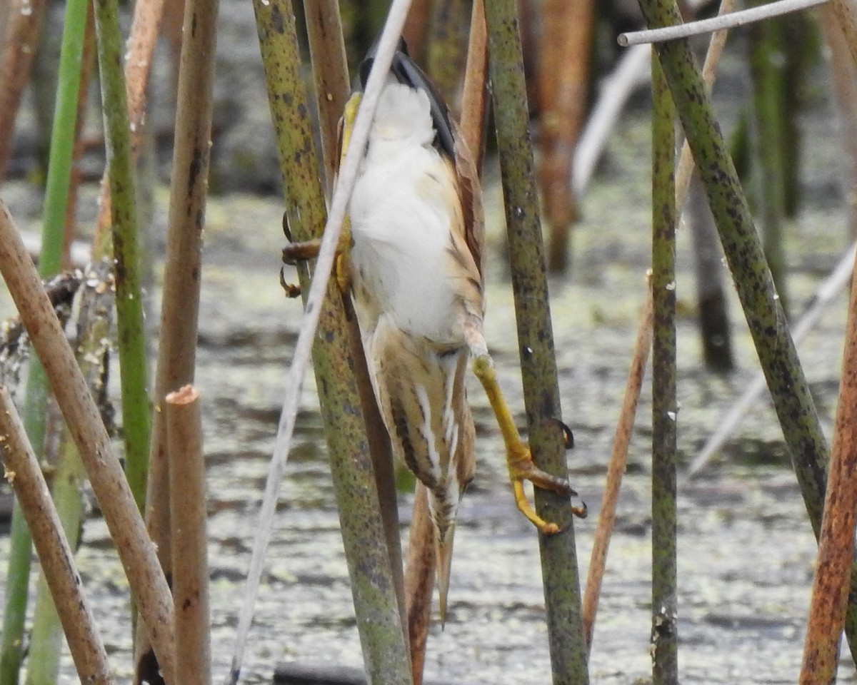 Amerika Küçük Balabanı - ML644759706