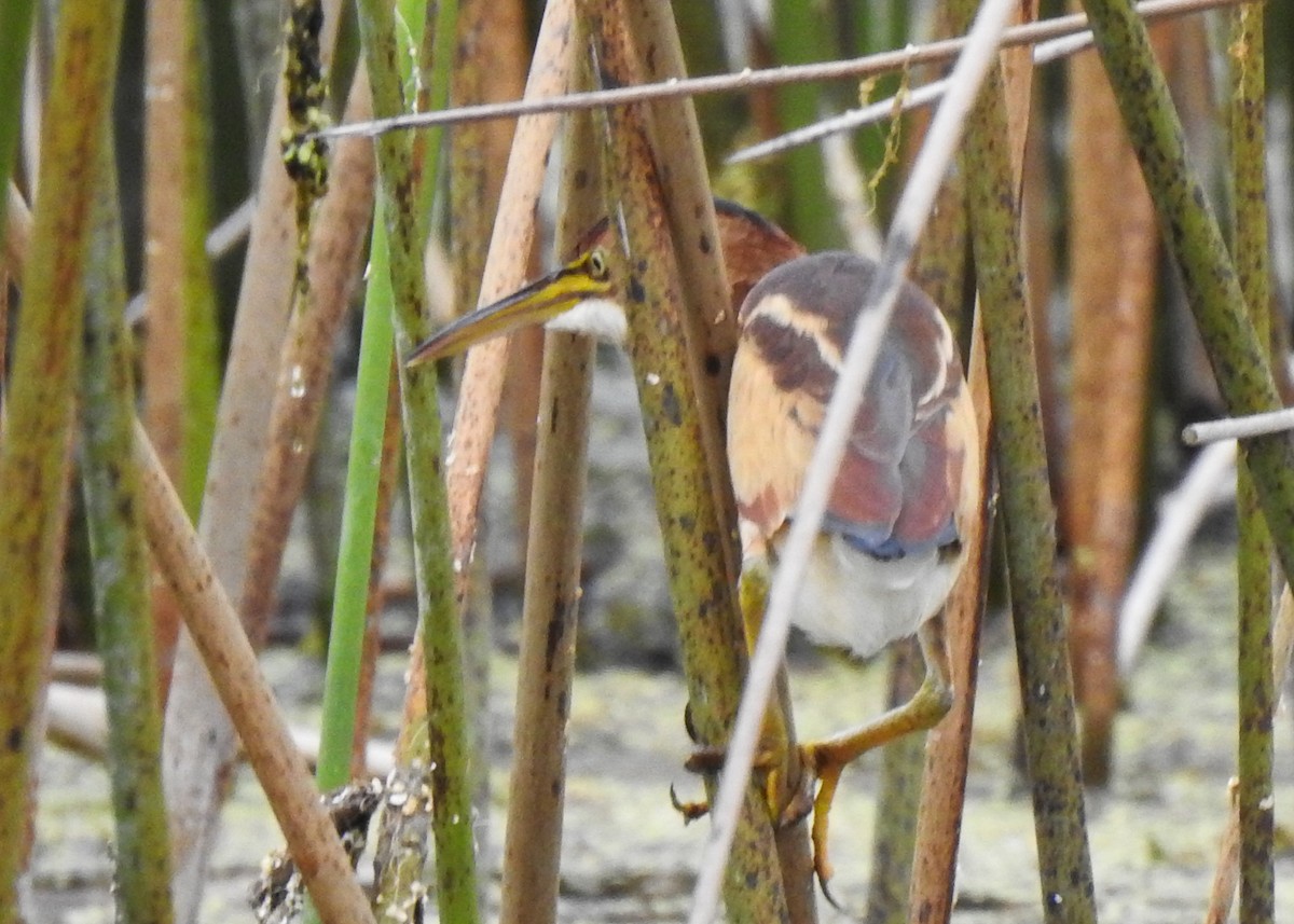 Amerika Küçük Balabanı - ML644759707