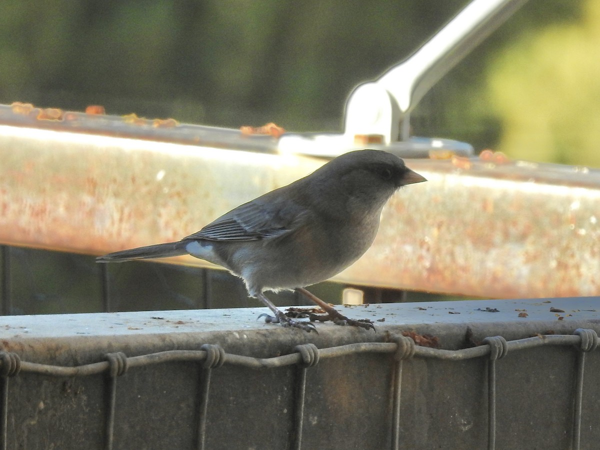 Kara Gözlü Junko - ML644759709