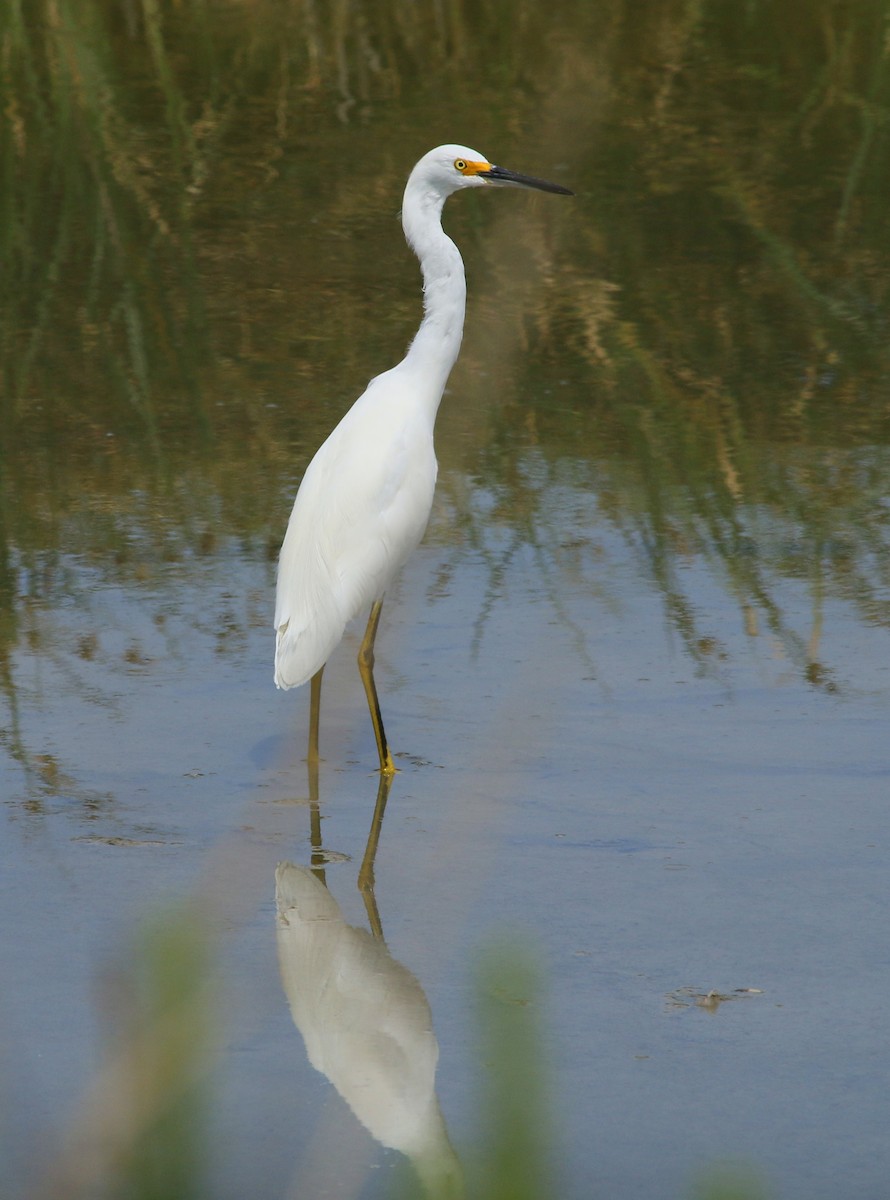 Snowy Egret - ML64475971