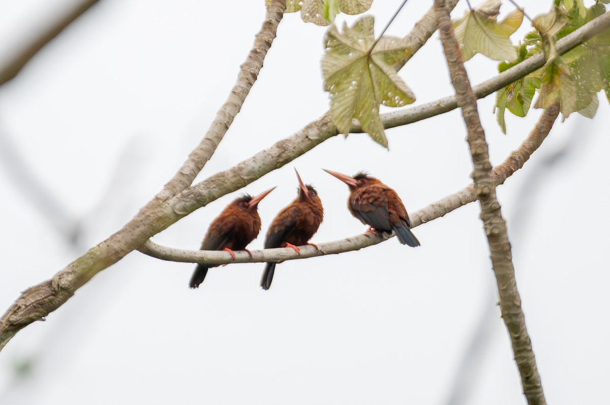 Purus Jakamarı - ML644759710