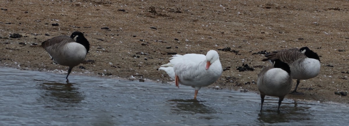 Kanada Kazı - ML644759711