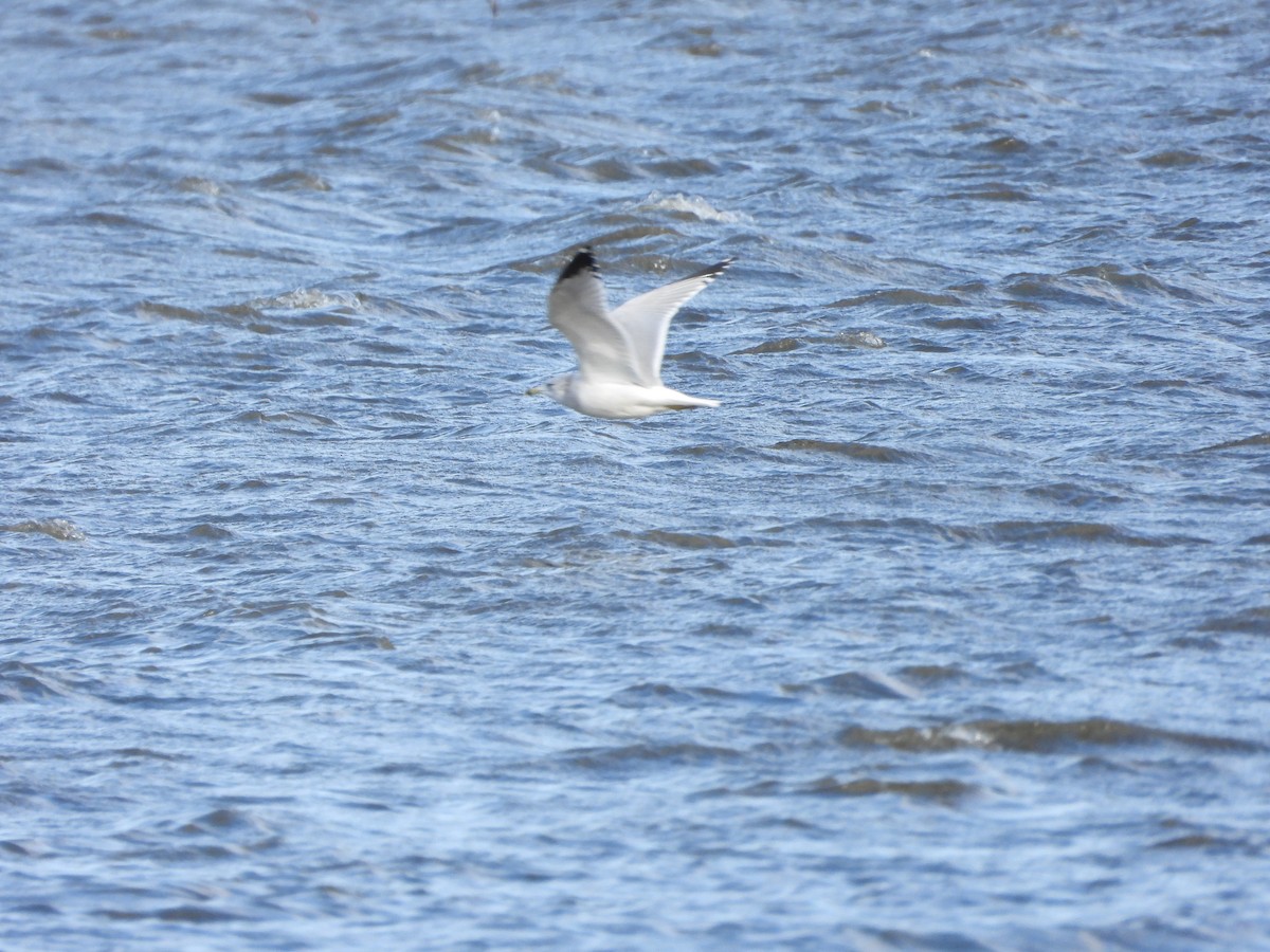 Halkalı Martı - ML644759713