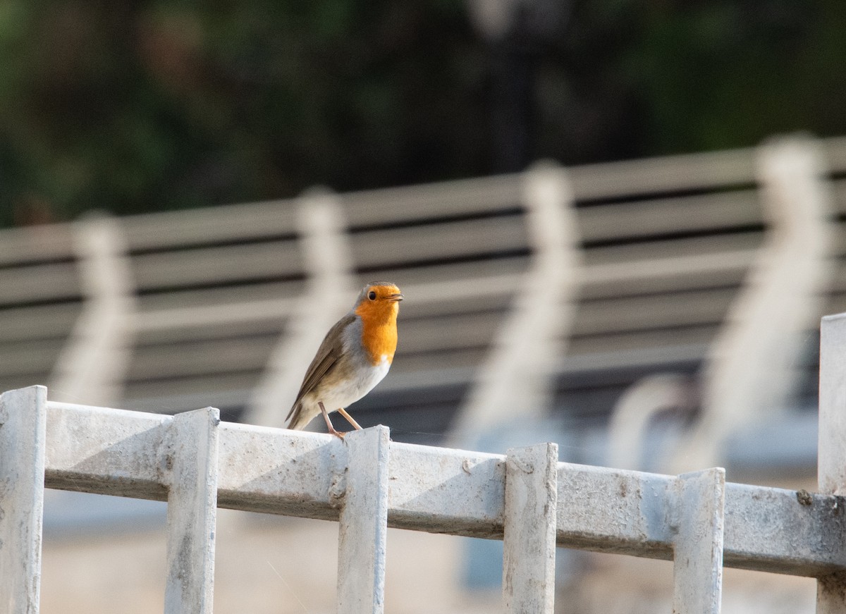 Kızılgerdan - ML644759714