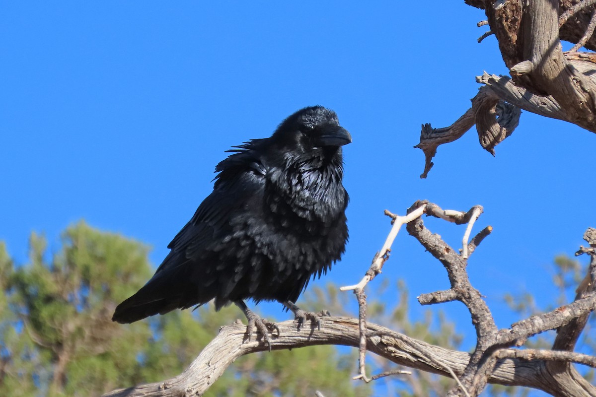 Kuzgun - ML644759721