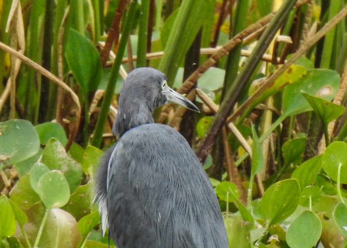 Mavi Balıkçıl - ML644759722