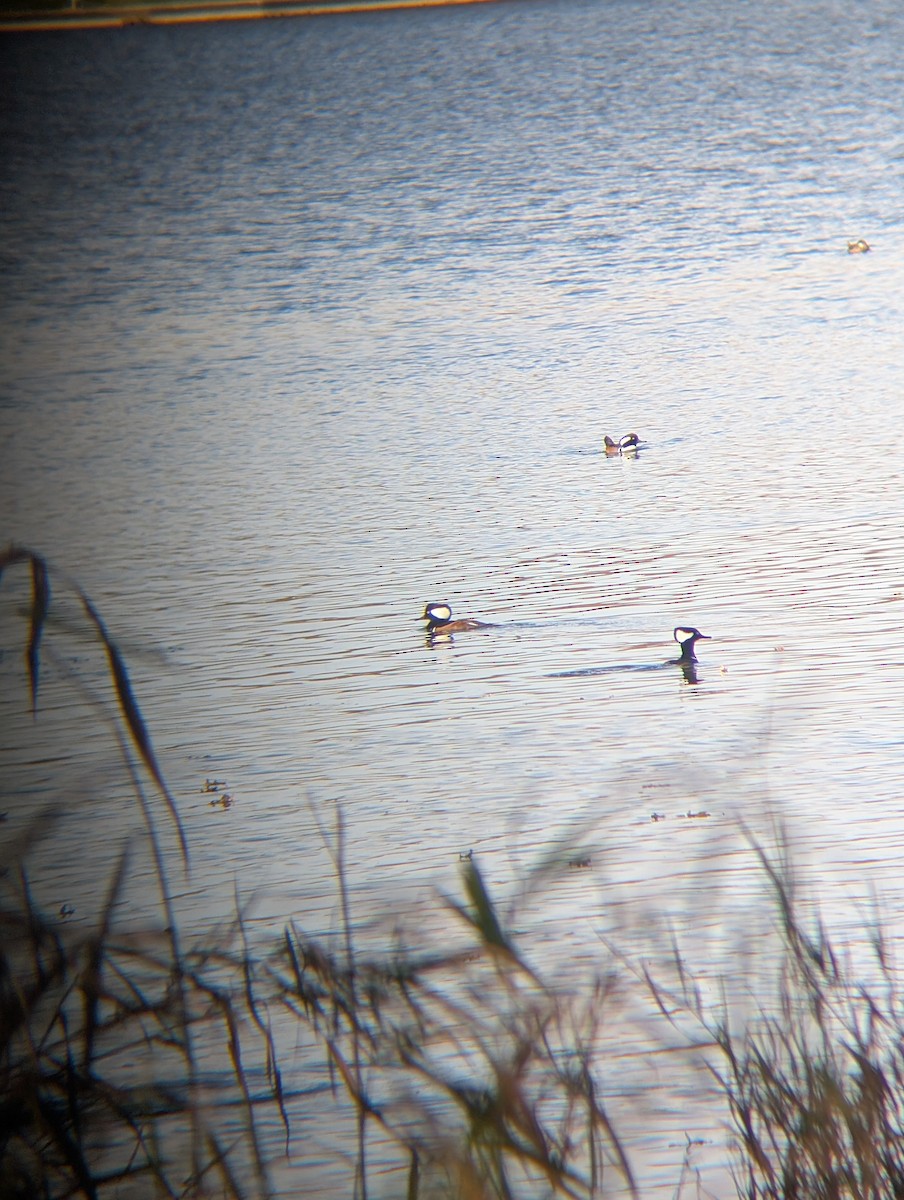 Hooded Merganser - ML644759728