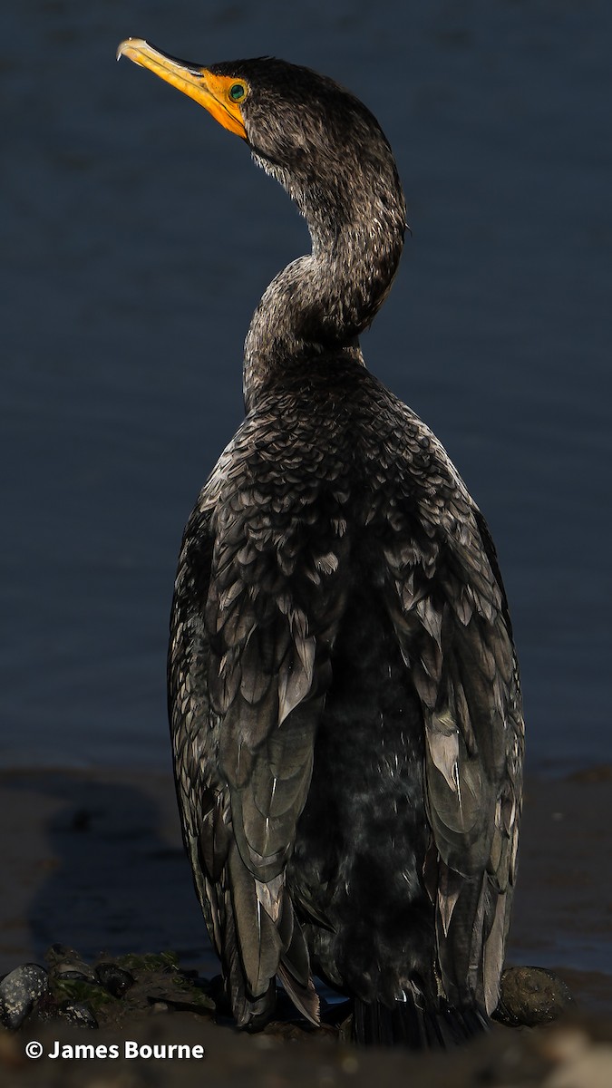 Double-crested Cormorant - ML644759732