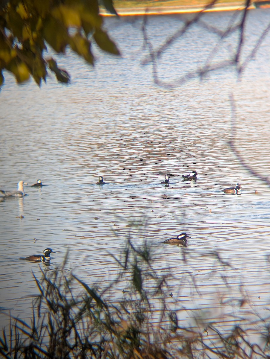 Hooded Merganser - ML644759733