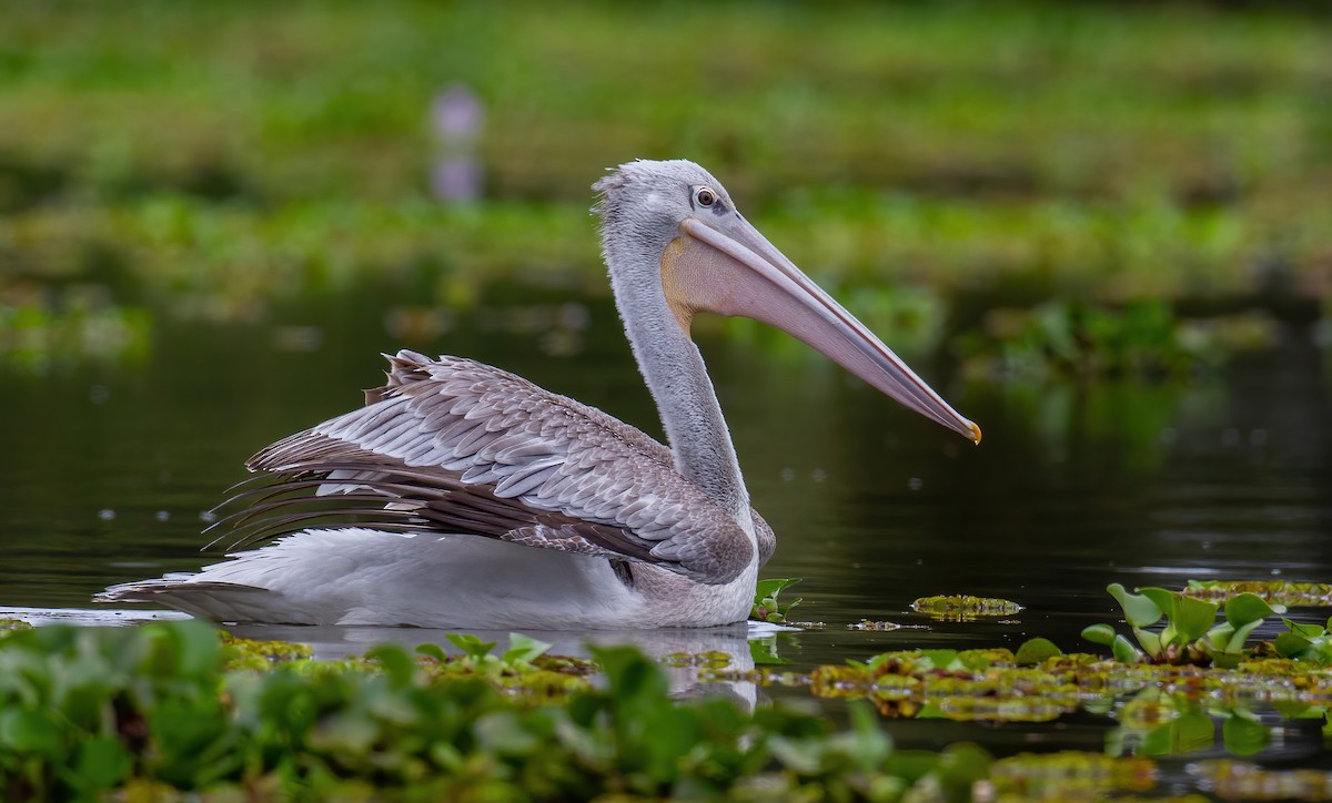 שקנאי קטן - ML644759746