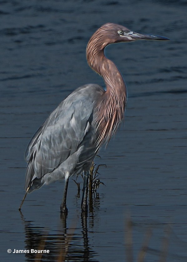 Reddish Egret - ML644759747