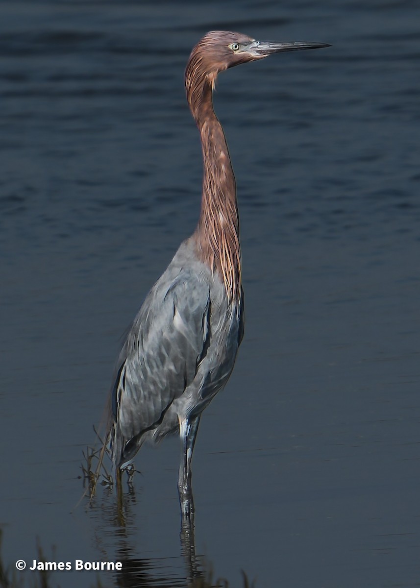 Reddish Egret - ML644759748