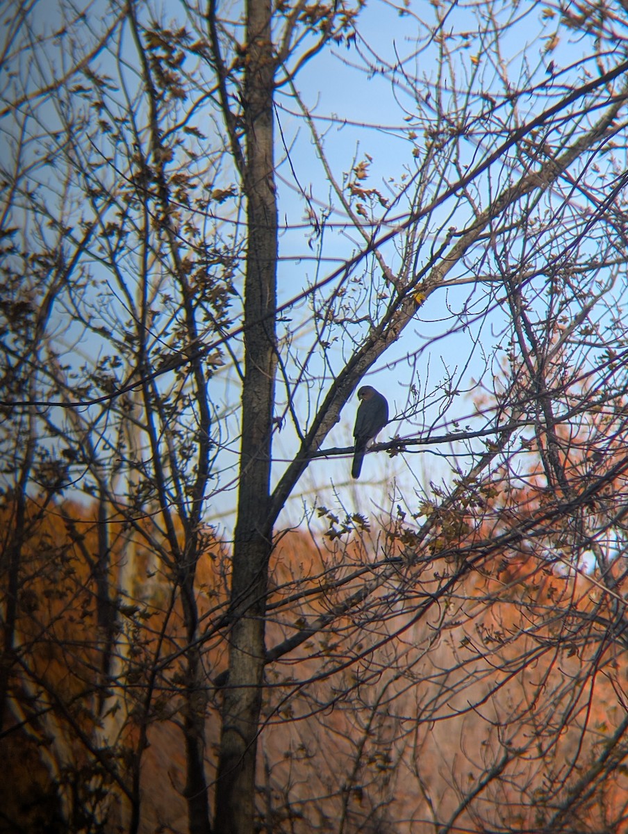 Cooper's Hawk - ML644759750