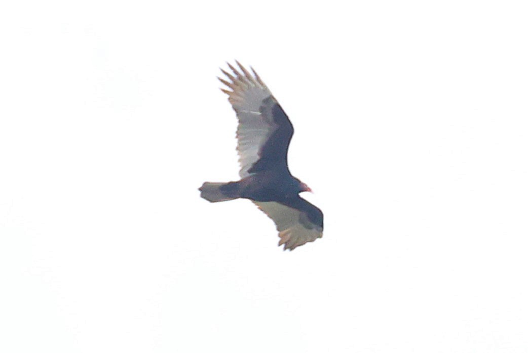 Turkey Vulture - ML644759752