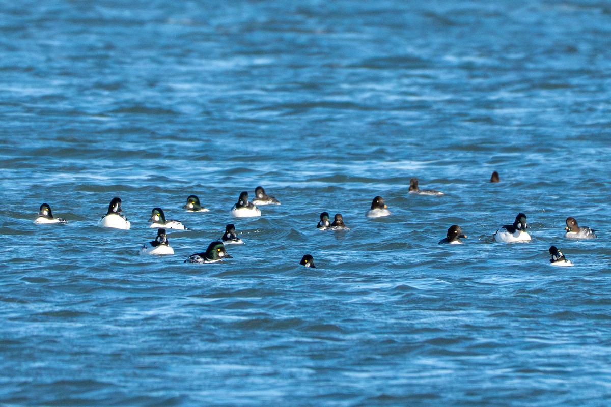 עבראש ירוק - ML644759757