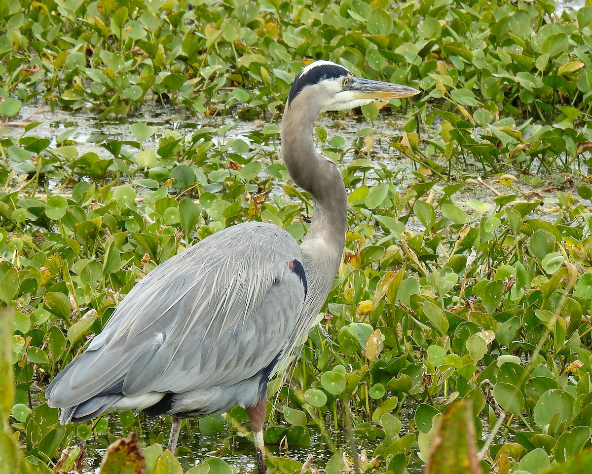אנפה אמריקנית - ML644759763