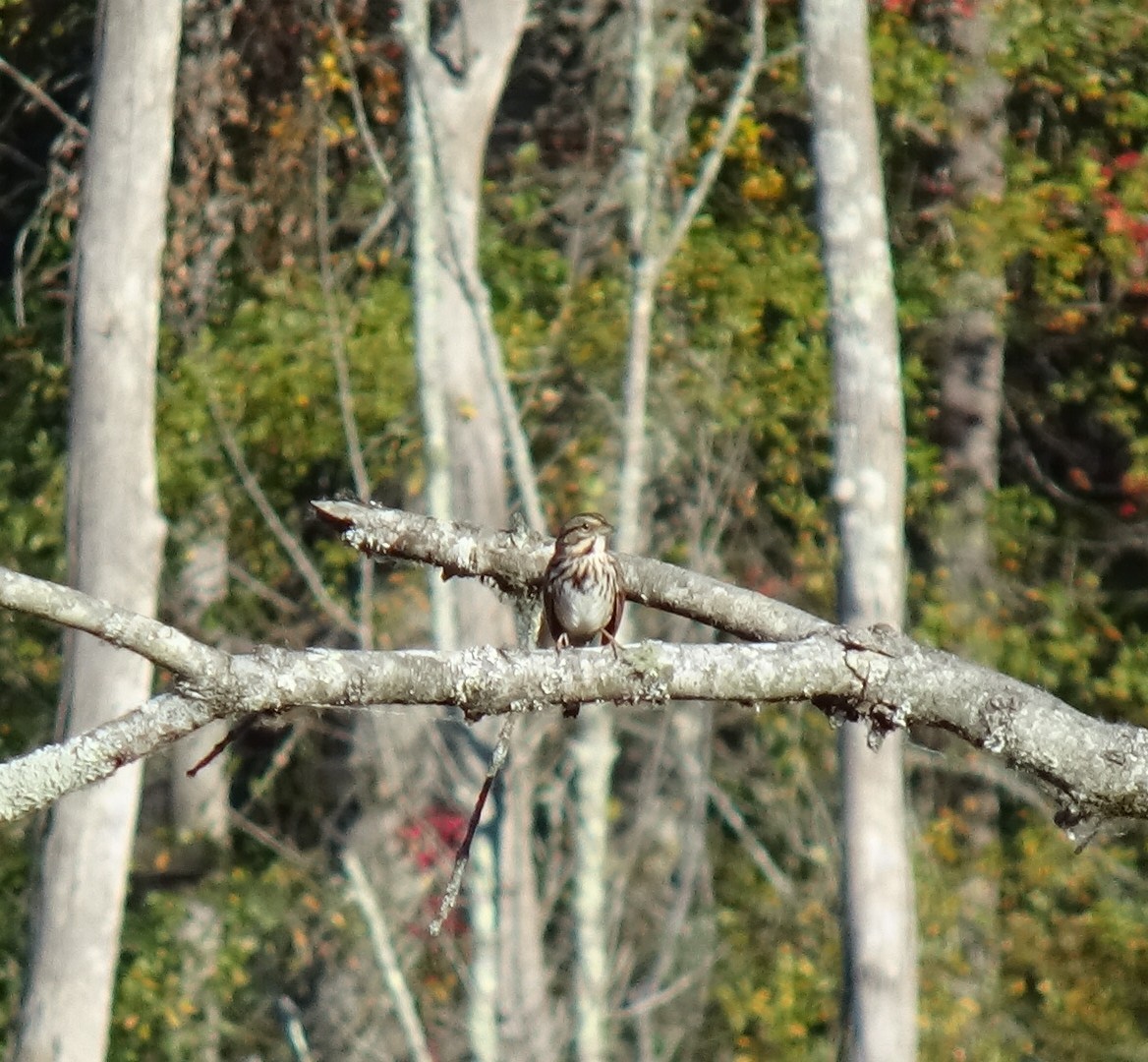 גיבתונית רוננת - ML644759765