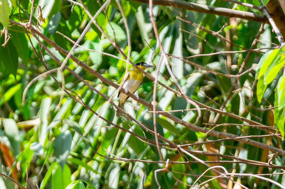 Green-backed Becard (Yellow-cheeked) - ML644759767