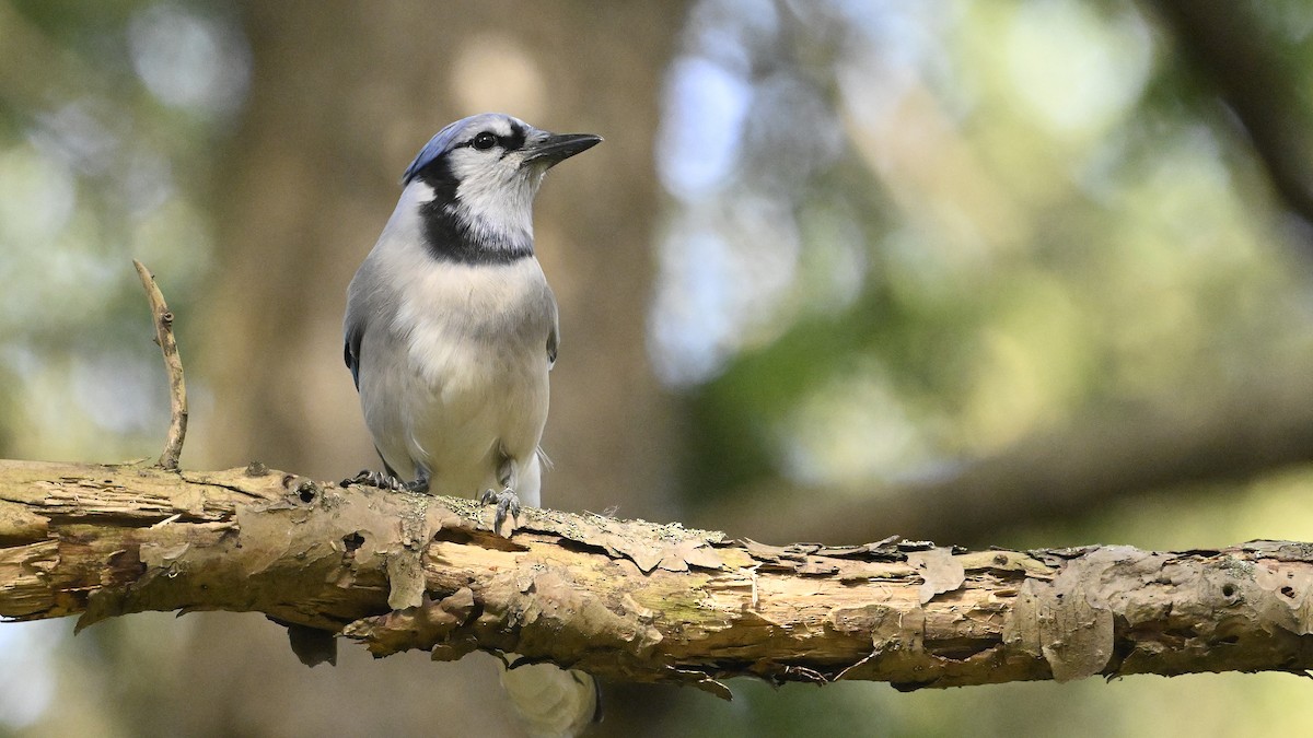 Blue Jay - ML644759768
